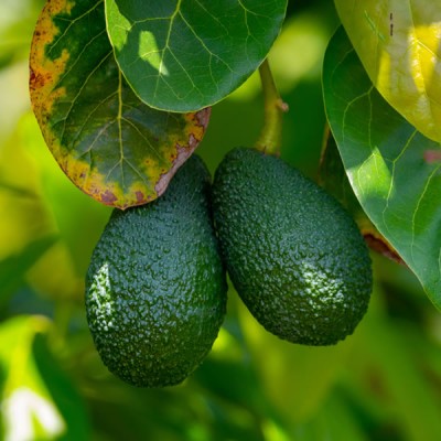 Certified Organic Hass Avocadoes